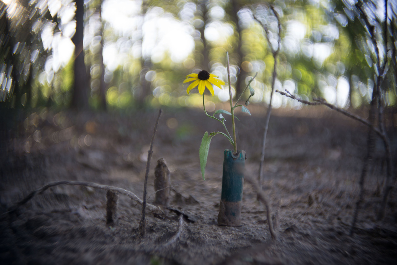 Taken with a C Mount Wollensak Cine Lens @ f1.7, approx. 35mm.