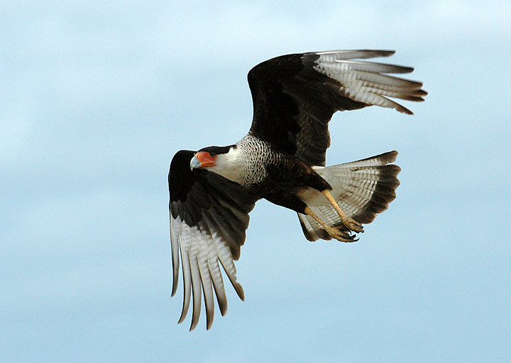 Stock image of Crested Caracara. Source: http://www.schmoker.org/BirdPics/Photos/Raptors/CRCAfly1.jpg