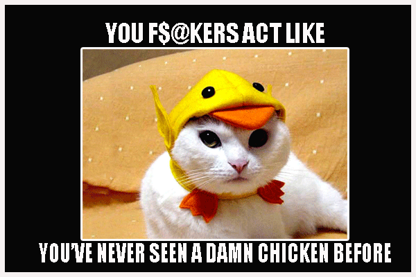 chickencat.png