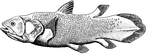 Coelacanth-bgiu.png