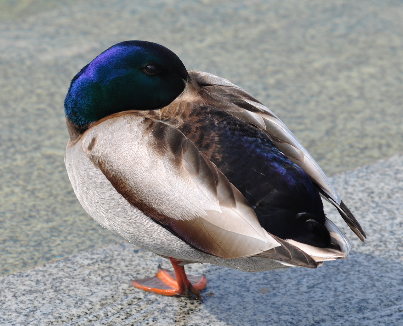 sleeping_duck_036488.jpg