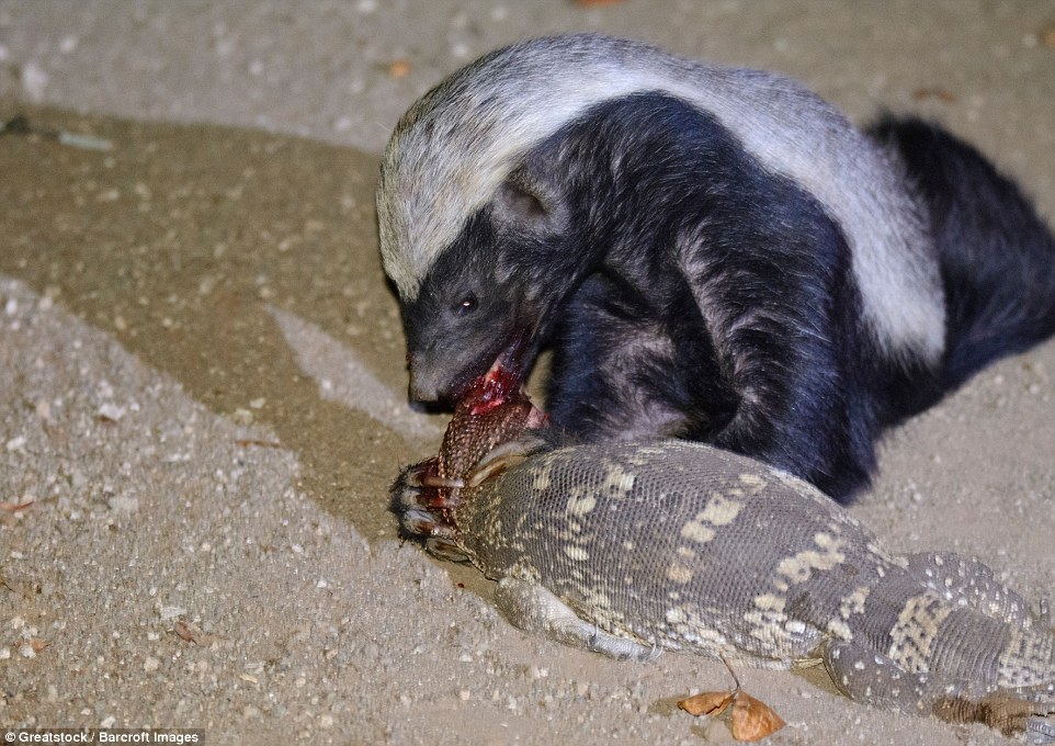 Badger_Kills_Lizard.jpg