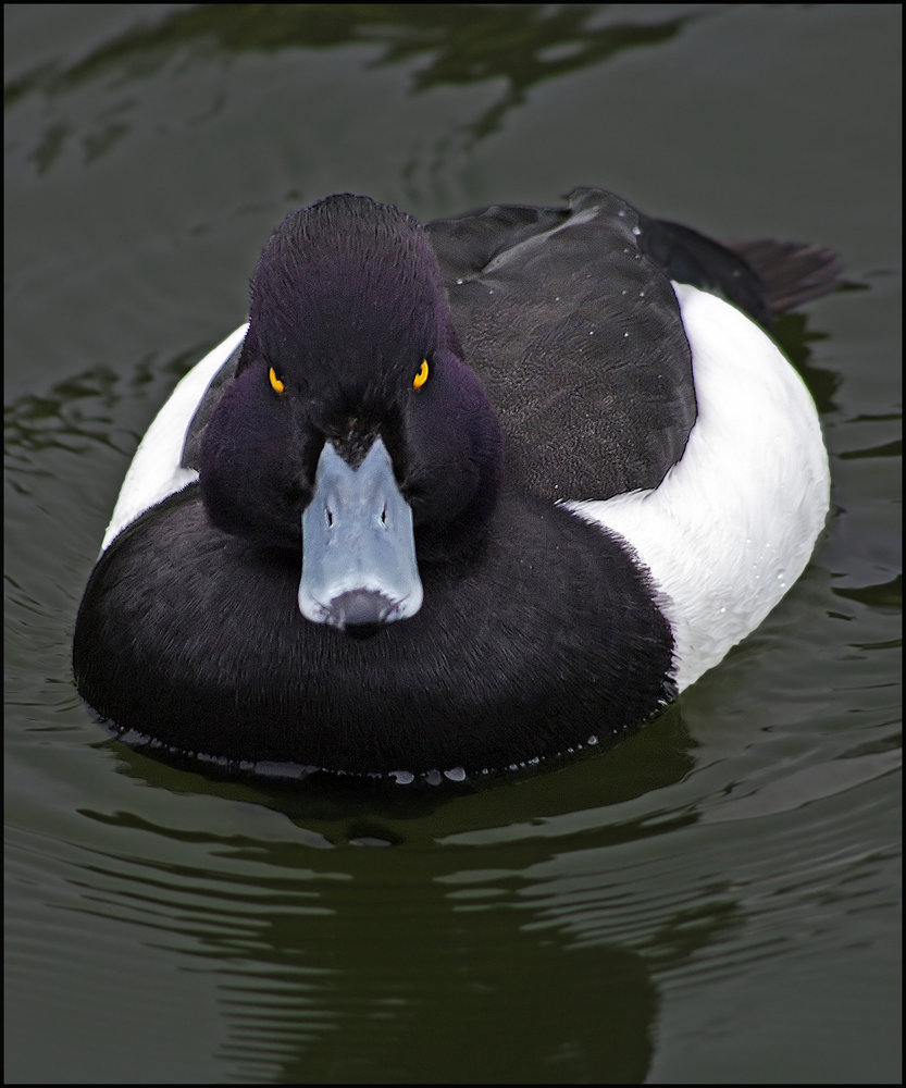 angry-tufted-duck_1296345310.jpg