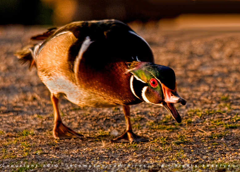 classic-wood-duck-aggression-JR6_5564.jpg