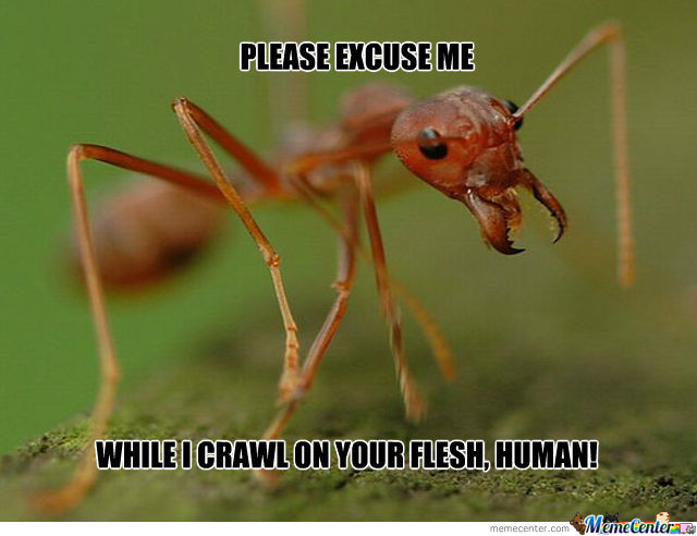 ants_o_906741.jpg