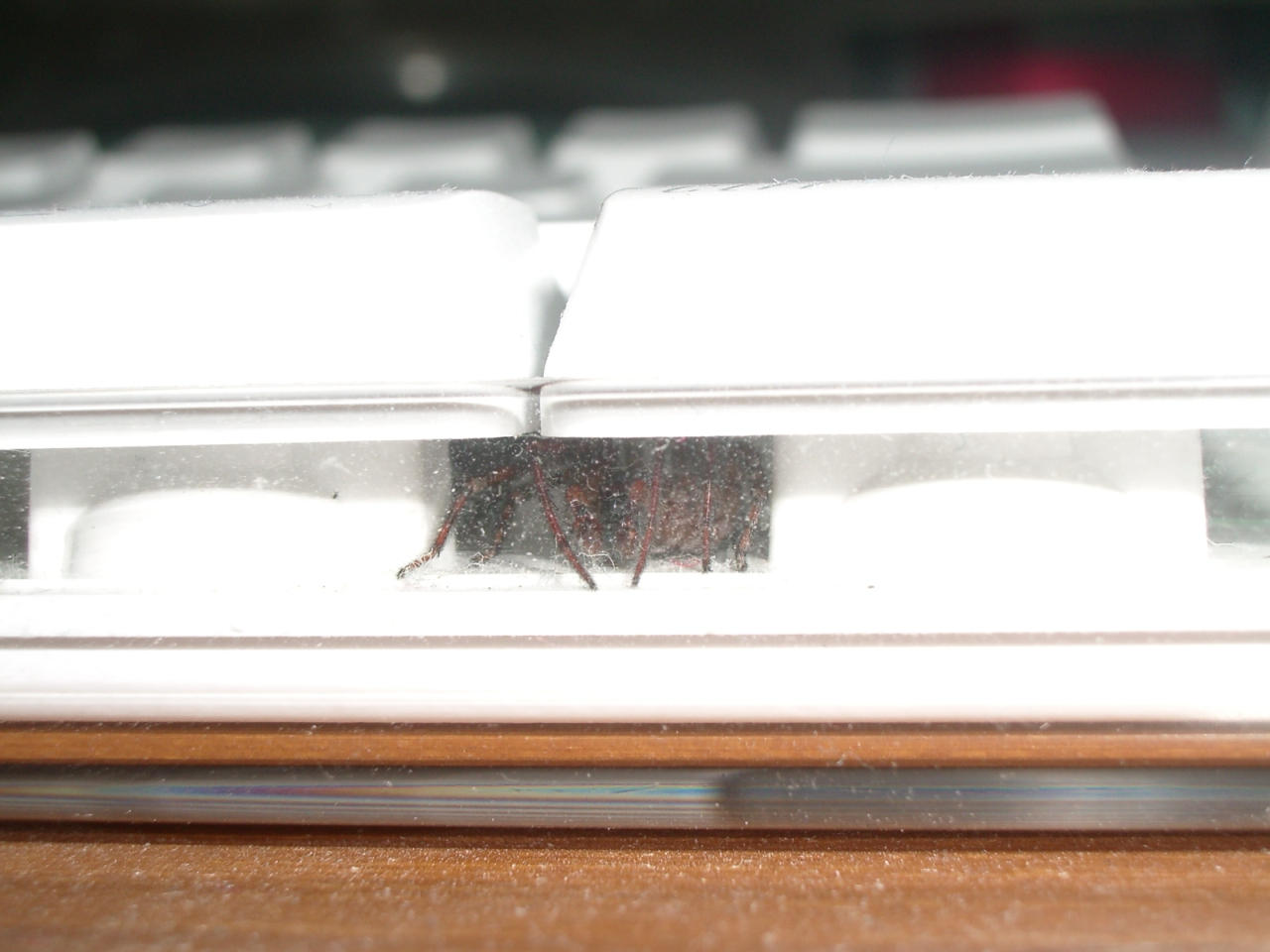 Amaurobius sp in Crapple keyboard.jpg